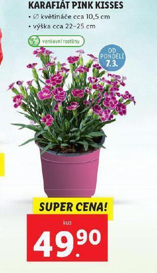 Lidl Karafiát pink kisses nabídka