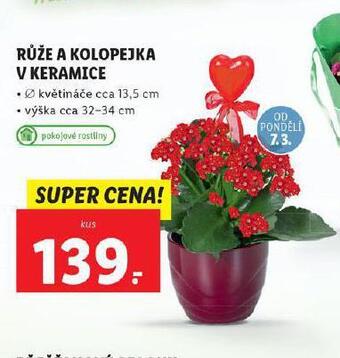 Lidl Růže a kolopejka v keramice nabídka