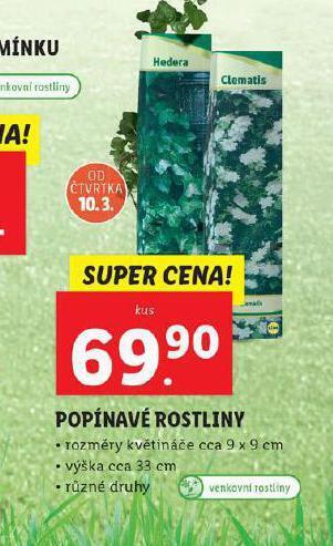 Lidl Popínavé rostliny nabídka
