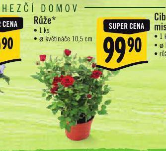 Albert Růže nabídka