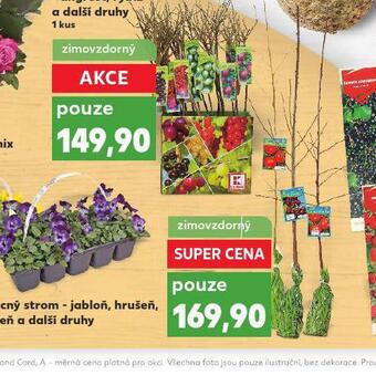 Kaufland Ovocný strom - jabloň, hrušeň, třešeň nabídka