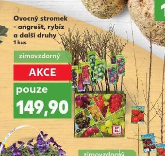 Ovocný stromek - angrešt, rybíz