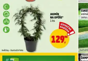 Jasmín na opěře