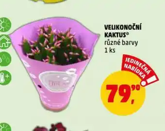Penny Market Velikonočmí kaktus nabídka