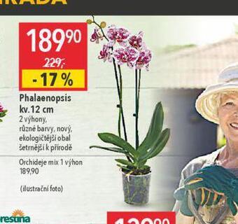 Globus Orchidea - phalaenopsis nabídka