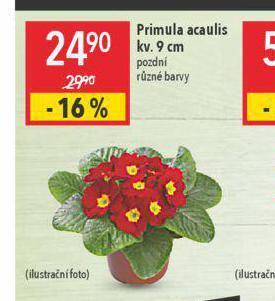 Globus Primula acaulis nabídka