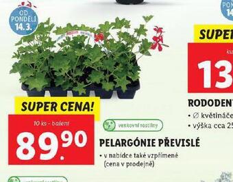 Lidl Pelargónie převislé nabídka
