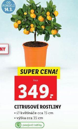 Lidl Citrusové rostliny nabídka