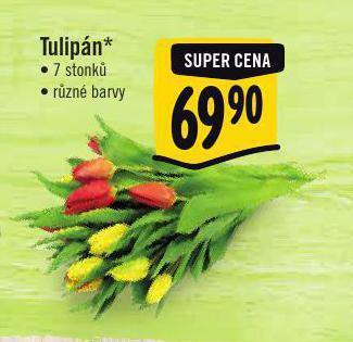 Jip Tulipány nabídka
