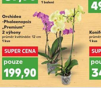 Kaufland Orchidea nabídka