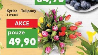 Kaufland Kytice tulipány nabídka