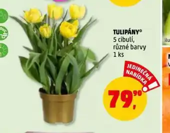 Penny Market Tulipány nabídka