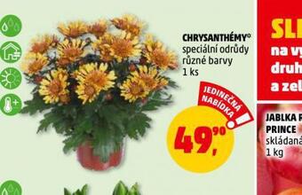 Penny Market Chryzantéma nabídka
