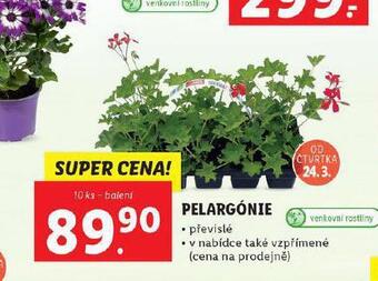 Lidl Pelargónie nabídka