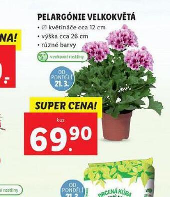 Lidl Pelargónie velkokvětá nabídka
