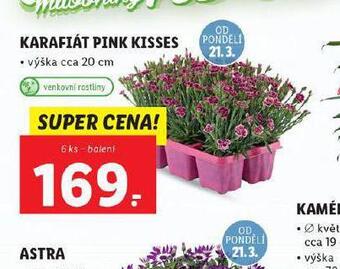 Lidl Karafiat pink kisses nabídka