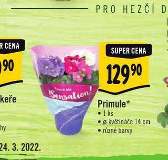 Primule