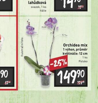 Billa Orchidea mix nabídka