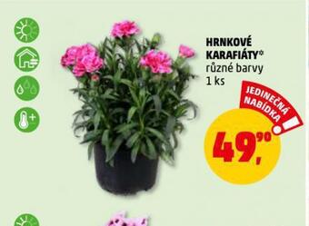 Hrnkové karafiáty