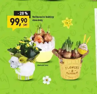 Globus Veliknoční květiny nabídka