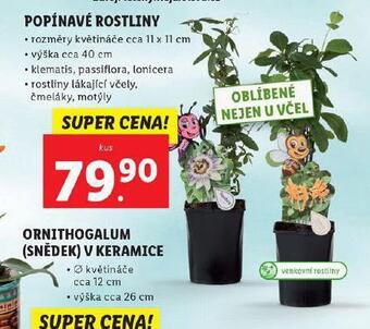 Lidl Popínavé rostliny nabídka