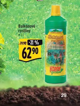 Albert Balkonové rostliny nabídka