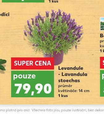Kaufland Levandule nabídka