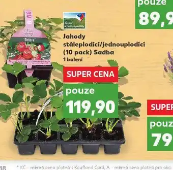 Kaufland Jahody stáleplodící / jodnoplodící nabídka