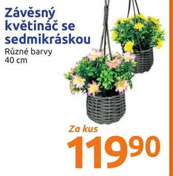 Action Závěsný květináč se sedmikráskou nabídka