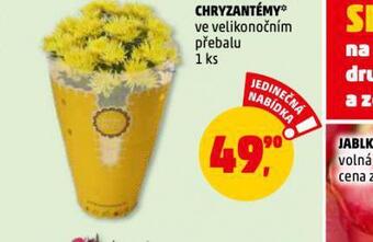 Penny Market Chryzantéma nabídka