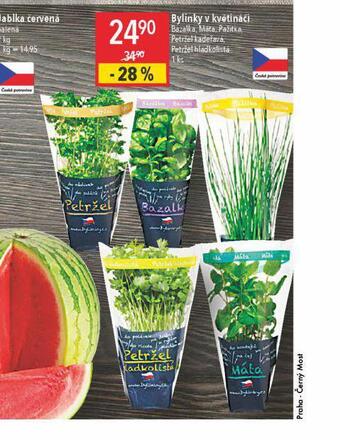 Globus Bylinky v květináči nabídka