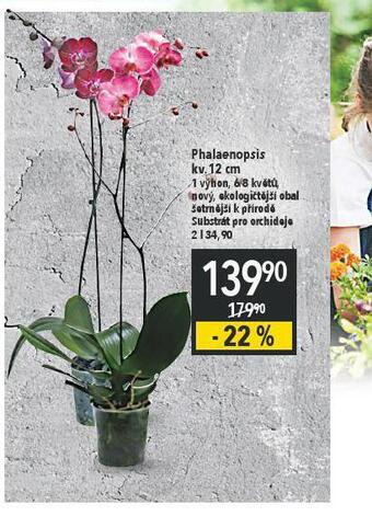 Globus Orchidea - phalaenopsis nabídka