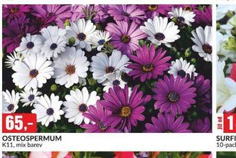 Baumax Osteospermum nabídka