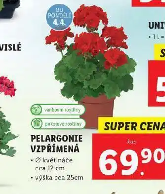 Pelargonie vzpřímená