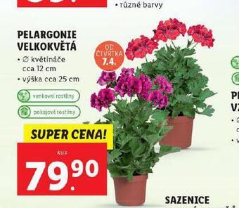 Lidl Pelargonie velkokvětá nabídka