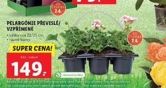 Lidl Pelargónie převislé / vzpřímené nabídka