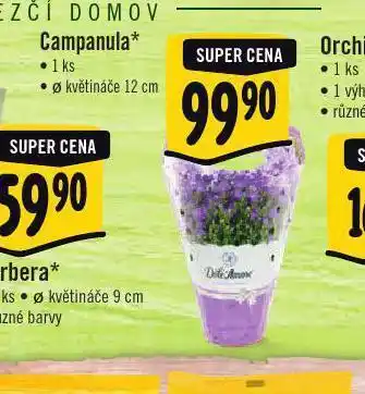 Campanula