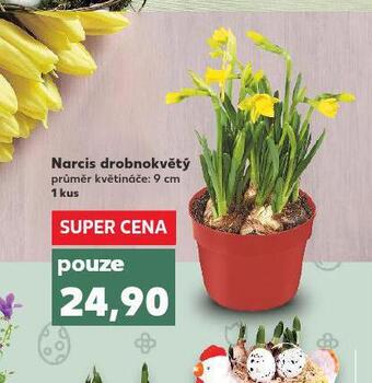 Narcis drobnokvětý