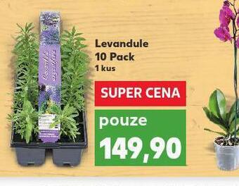 Kaufland Levandule nabídka