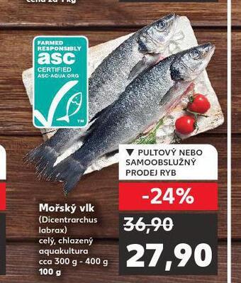 Mořský vlk