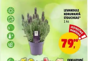 Levandule korunkatá stoucheas