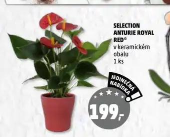 Penny Market Selection anturie royal red nabídka