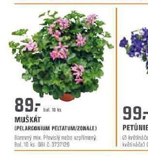 OBI Muškát nabídka