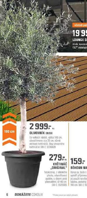 Olivovník