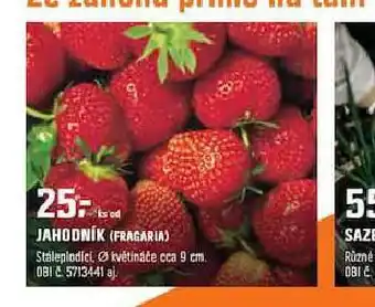 OBI Jahodník nabídka