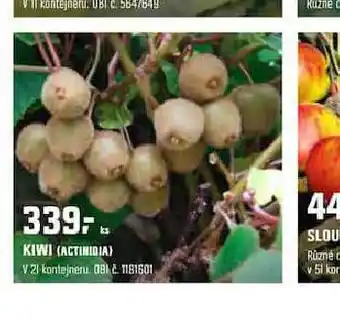 Kiwi