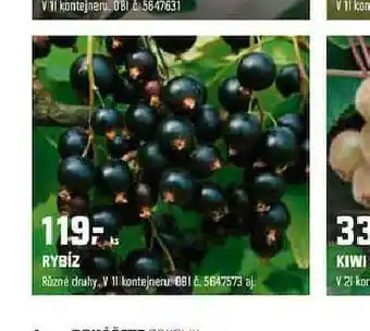 Rybíz