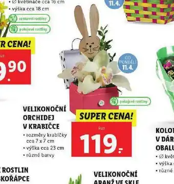 Lidl Velikonoční orchidej v krabičce nabídka
