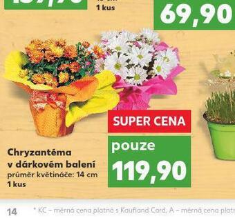 Kaufland Chryzantéma v dárkovém balení nabídka