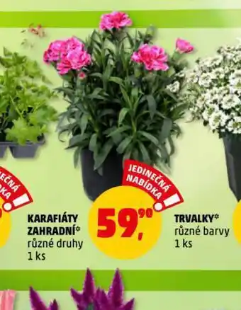 Penny Market Karafiáty zahradní nabídka